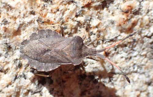 Réf. 249 910 : Enoplops scapha